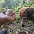 Obrovská houba