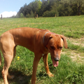 Na louce