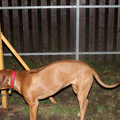 Agility